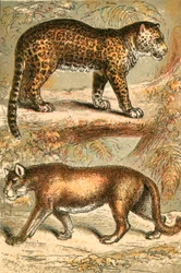 Giaguaro e Puma