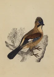 Ghiandaia (litografia a colori)