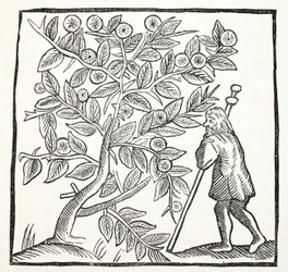 Giuseppe di Arimatea e il Biancospino di Glastonbury, illustrazione da Chap-books of the Eighteenth Century di John Ashton, pub. 1882