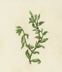 Poligono aviculare, Polygonum Aviculare