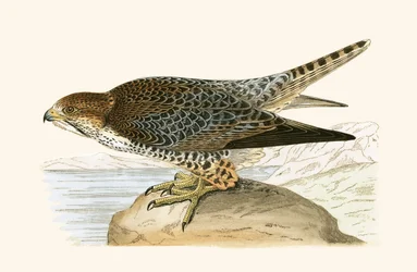 Falco lanario, illustrazione da 