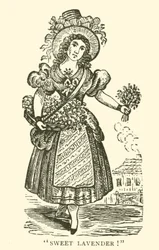 Venditore di lavanda