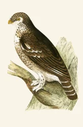 Civetta europea minore, illustrazione da 