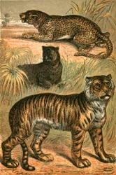 Leopardo, pantera nera e tigre