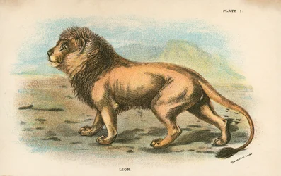Leone