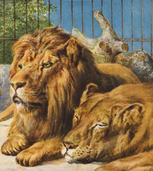 Leoni