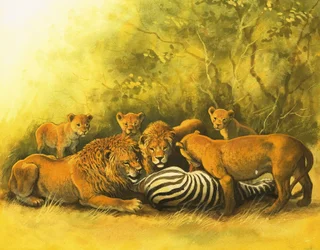 Leoni che si nutrono di una carcassa di zebra