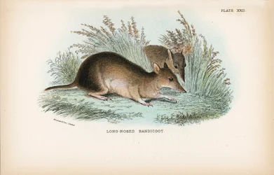 Bandicoot dal Naso Lungo