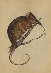 Tarsipe dal Lungo Muso