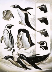 Guardando la Natura: Cosa sono i Pinguini Spheniscidae!