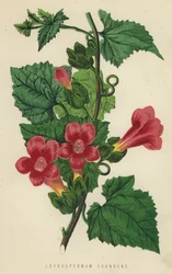 Lophospermum Scandens