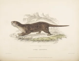 Lutra Leptonyx, da 