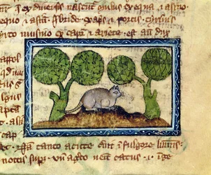 Un gatto accovacciato su un cumulo di terra (dettaglio)
