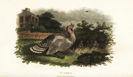 Tacchino maschio, Meleagris gallopavo, che protegge una gallina bantam da un falco predatore