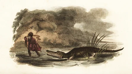 Uomo che salva sua moglie dalle fauci di un coccodrillo in un fiume, Filippine