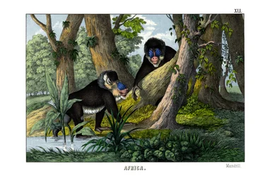 Mandrillo