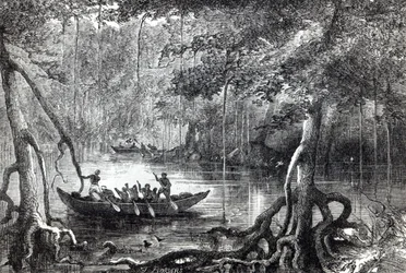 Foresta di mangrovie, frontespizio dell