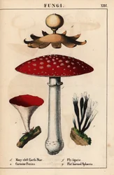Geastrum a molte fessure, Peziza carminio, Amanita muscaria e funghi sphaeria a corno piatto, da 