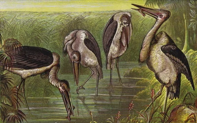 Marabù (litografia a colori)
