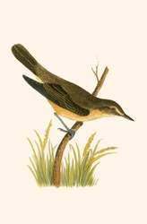 Cannaiola, illustrazione da 