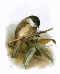 Cincia bigia