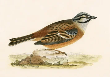 Zigolo delle praterie, illustrazione da 