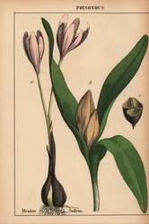 Zafferano di prato con fiore viola, da "The Instructive Picturebook, or Lessons from the Vegetable World," [Charlotte Mary Yonge], Edimburgo