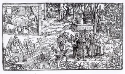 Coltivazione di erbe medicinali, 1531