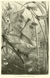 Metamorfosi delle libellule