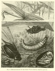 Metamorfosi del grande coleottero acquatico, Hydrous pisceus
