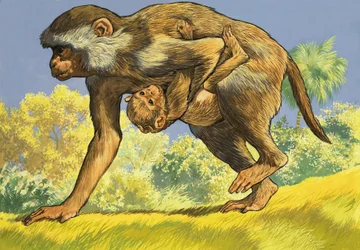 Scimmia che porta un cucciolo di scimmia