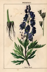 Aconito con fiori blu, da 