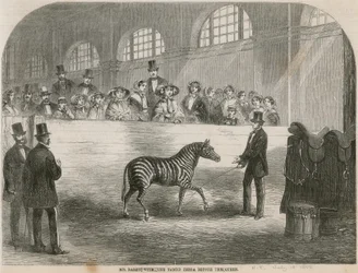 Il Signor Rarey con la zebra addomesticata davanti alla Regina
