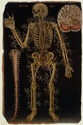 Ms Hunter 364 Tavola VI Dissezione, da Anatomical Tables, di John Banister (1540-1610)
