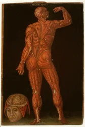 Ms Hunter 364 Tavola X Dissezione, da Anatomical Tables, di John Banister (1540-1610)