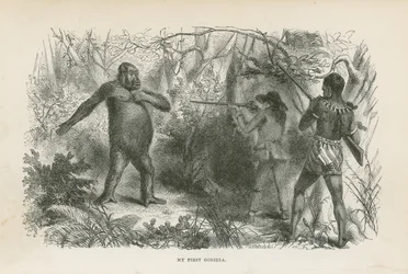 Il mio primo gorilla