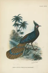 Il pavone-fagiano di Napoleone