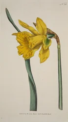 Narciso Maggiore Grande Narciso, incisione colorata a mano
