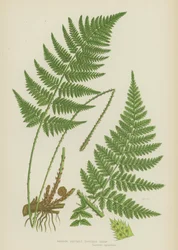 Felce dentata stretta