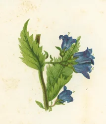 Campanula Trachelium