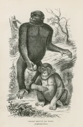 Nshiego Mbouve e Giovane, Troglodytes Calvu