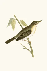 Cannaiola, illustrazione da 