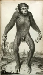 Orang-Outang, sive Homo Sylvestris: o, l