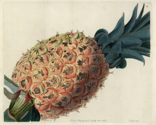 Ananas di Otaheite da "Pomological Magazine" di John Lindley