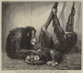 Ourang-Outang al Jardin des Plantes, Parigi (incisione)
