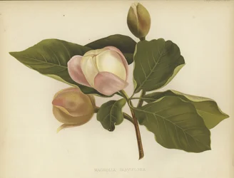 Magnolia Oyama