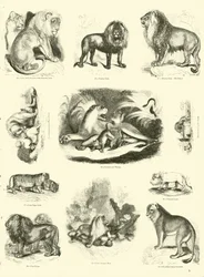 Pagina da Il Museo Pittoresco della Natura Animata