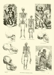 Pagina dal Museo Illustrato della Natura Animata