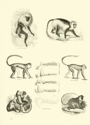 Pagina dal Museo Illustrato della Natura Animata