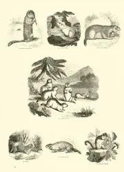 Pagina dal Museo Illustrato della Natura Animata
